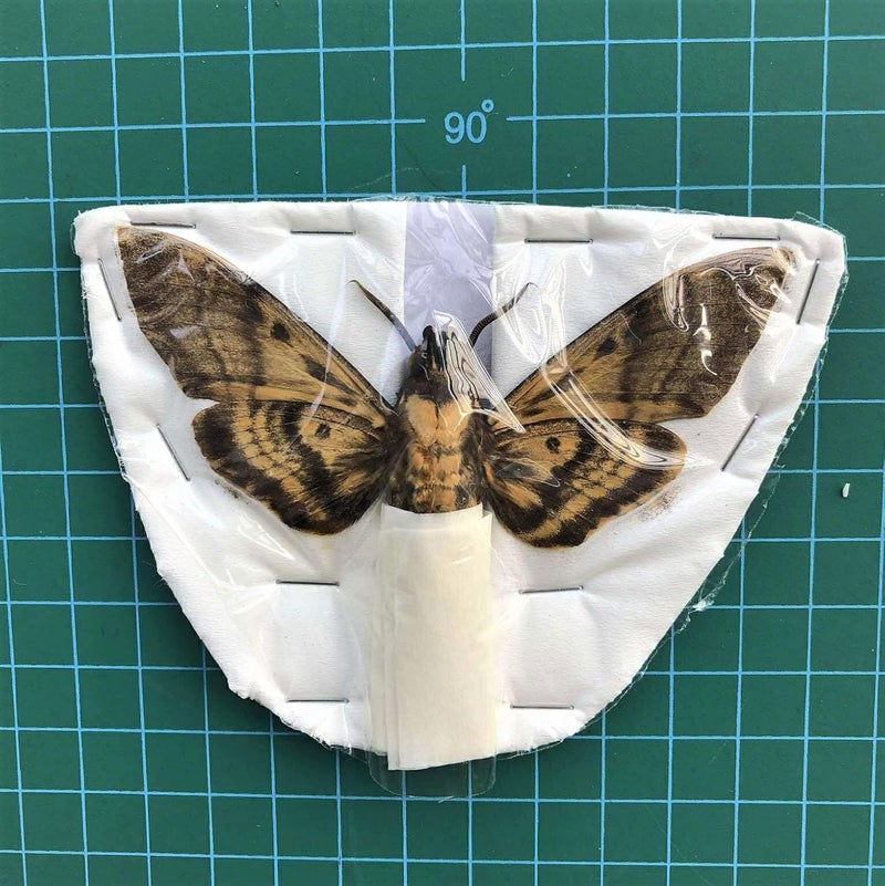 VINADECOR Unique Preserved Insect Specimen: Dried Insect Taxidermy Oddity for Gothic Home Décor (1 Real Death Head Moth) - Image 4